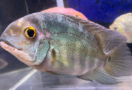 パロット シクリッド　　Hoplarchus psittacus