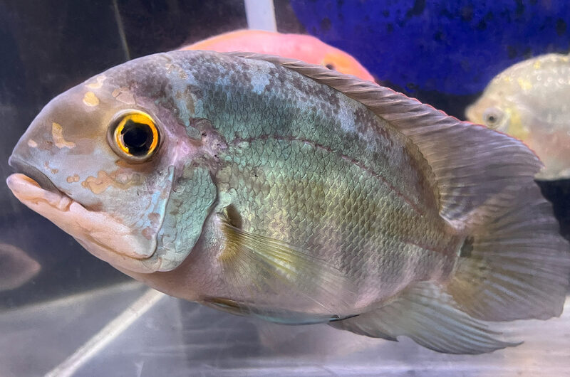 パロット シクリッド　　Hoplarchus psittacus