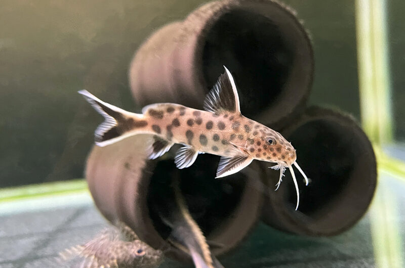 シノドンティス ペトリコーラ　　Synodontis petricola