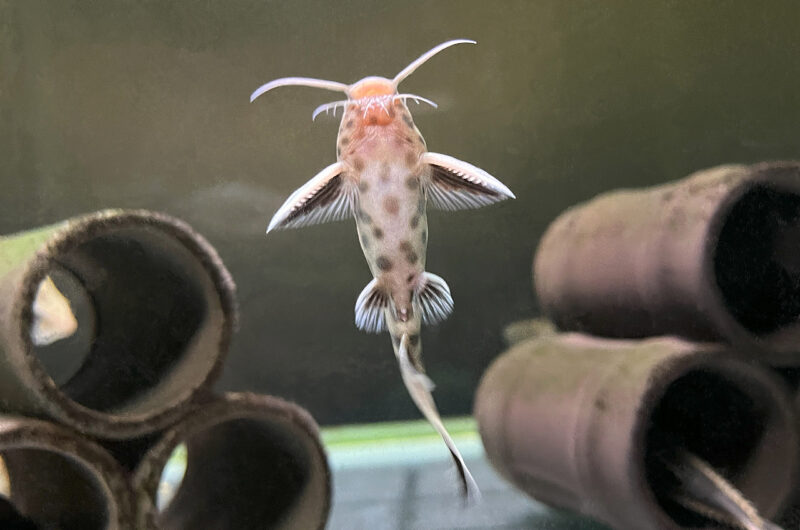 シノドンティス ペトリコラ