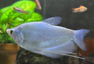 シルバーグーラミィ　　Trichogaster microlepis