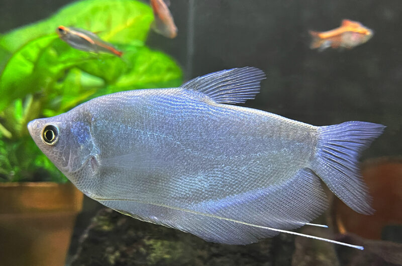 シルバーグーラミィ　　Trichogaster microlepis