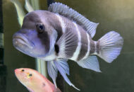 フロントーサ　　Cyphotilapia frontosa