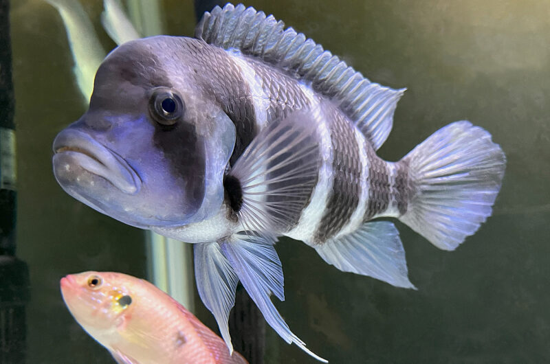 フロントーサ　　Cyphotilapia frontosa