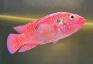 レッドジュエル シクリッド　　Hemichromis lifalili