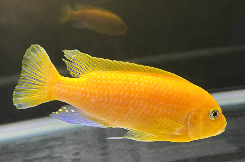 ムブナ