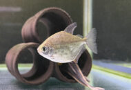 スポット メチニス　　Metynnis lippincottianus