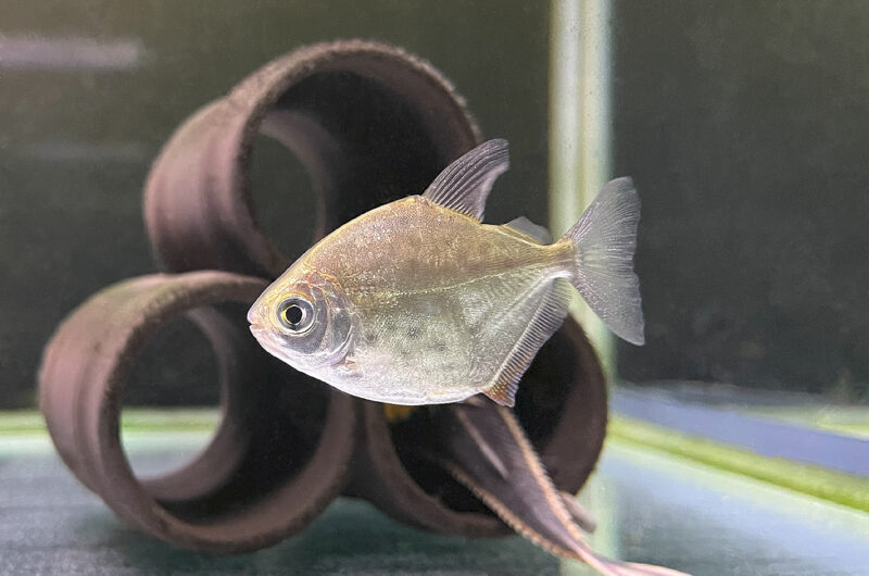 スポット メチニス　　Metynnis lippincottianus