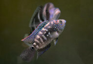 ジャックデンプシー　　Rocio octofasciata