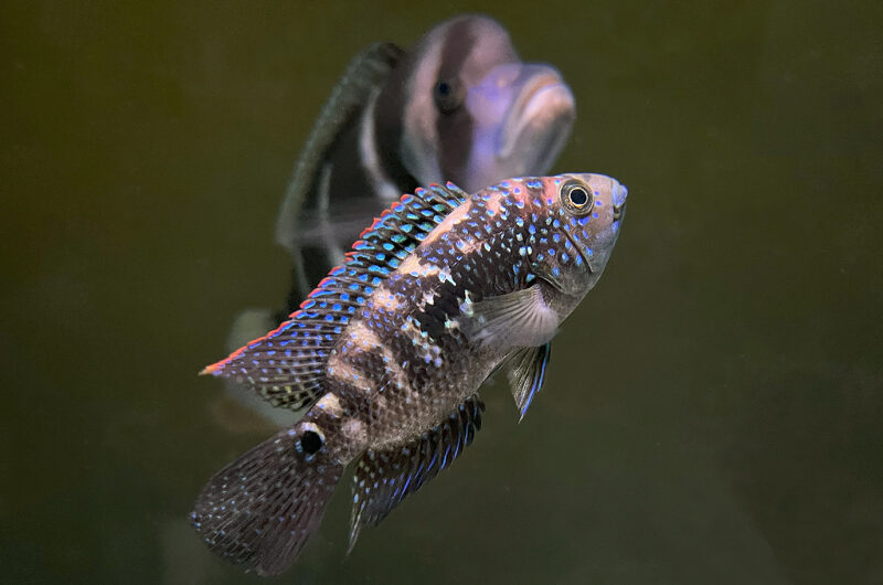 ジャックデンプシー　　Rocio octofasciata
