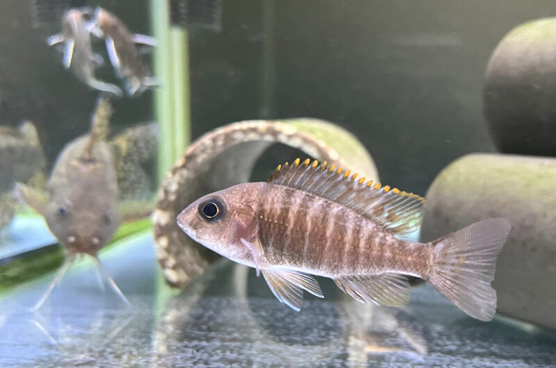 アウノカラ ヤコブフライベルギ　　Aulonocara jacobfreibergi