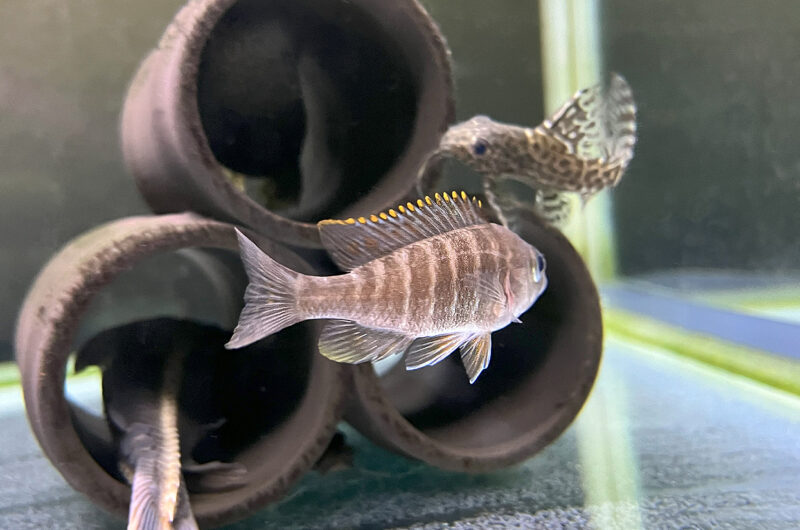 アウノカラ ヤコブフライベルギ