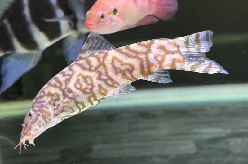 パキスタンローチ