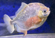 パクー　　Pacu