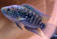 ジャックデンプシー　　Rocio octofasciata