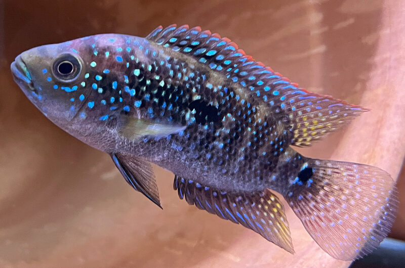 ジャックデンプシー　　Rocio octofasciata