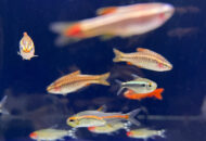 2025.09.07　小型魚