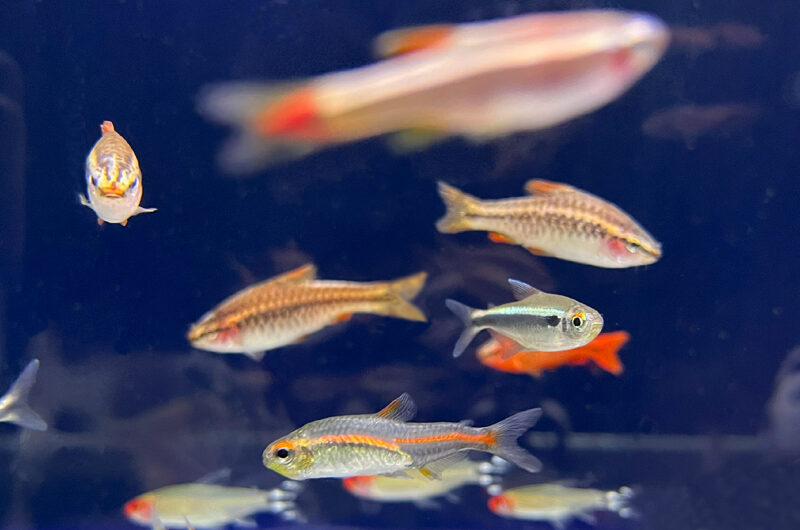 2025.09.07　小型魚