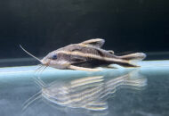 ホワイトライントーキングキャット　　Platydoras armatulus