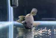 シノドンティス  Synodontis sp.