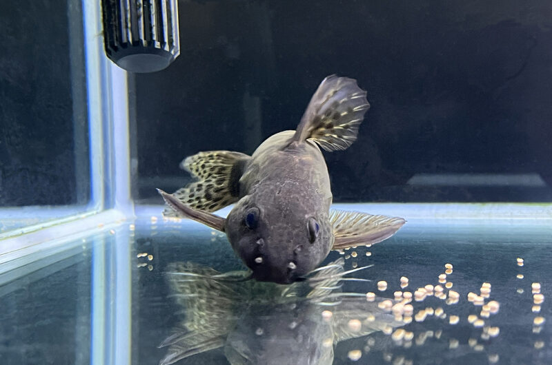 シノドンティス　　Synodontis sp.